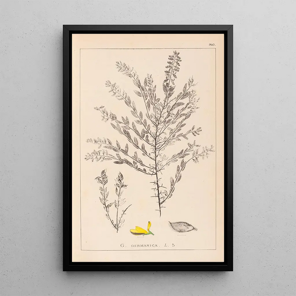 Louis Antoine Cusin - Herbier de la flore franaise Pl0185.webp