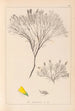 Herbier de la flore française Pl0187 - Louis Antoine Cusin — weergave van het kunstwerk