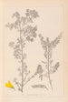 Herbier de la flore française Pl0190 - Louis Antoine Cusin — weergave van het kunstwerk