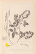 Herbier de la flore française Pl0191 - Louis Antoine Cusin — weergave van het kunstwerk