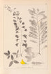 Herbier de la flore française Pl0192 - Louis Antoine Cusin — weergave van het kunstwerk