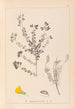 Herbier de la flore française Pl0193 - Louis Antoine Cusin — weergave van het kunstwerk