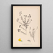 Herbier de la flore française Pl0193 - Louis Antoine Cusin — ingelijst kunstwerk aan de muur