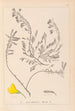 Herbier de la flore française Pl0194 - Louis Antoine Cusin — weergave van het kunstwerk