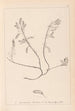 Herbier de la flore française Pl0195 - Louis Antoine Cusin — weergave van het kunstwerk