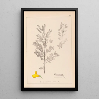 Louis Antoine Cusin - Herbier de la flore franaise Pl0197.webp