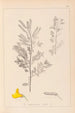 Herbier de la flore française Pl0197 - Louis Antoine Cusin — weergave van het kunstwerk