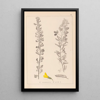 Louis Antoine Cusin - Herbier de la flore franaise Pl0198.webp