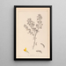 Herbier de la flore française Pl0199 - Louis Antoine Cusin — ingelijst kunstwerk aan de muur