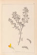 Herbier de la flore française Pl0199 - Louis Antoine Cusin — weergave van het kunstwerk