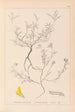 Herbier de la flore française Pl0202 - Louis Antoine Cusin — weergave van het kunstwerk