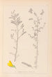 Herbier de la flore française Pl0204 - Louis Antoine Cusin — weergave van het kunstwerk