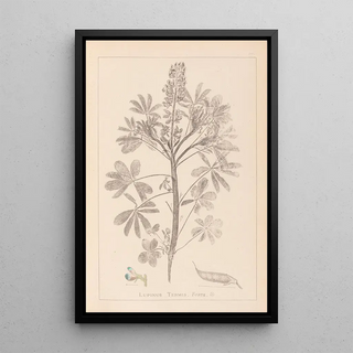 Louis Antoine Cusin - Herbier de la flore franaise Pl0206.webp