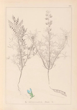 Louis Antoine Cusin - Herbier de la flore franaise Pl0208.webp