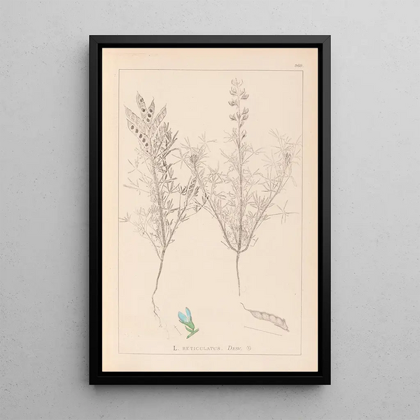 Louis Antoine Cusin - Herbier de la flore franaise Pl0208.webp
