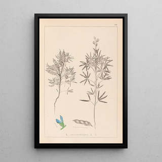 Louis Antoine Cusin - Herbier de la flore franaise Pl0209.webp