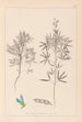 Herbier de la flore française Pl0209 - Louis Antoine Cusin — weergave van het kunstwerk