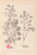 Herbier de la flore française Pl0210 - Louis Antoine Cusin — weergave van het kunstwerk