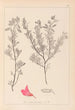 Herbier de la flore française Pl0211 - Louis Antoine Cusin — weergave van het kunstwerk