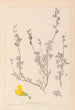 Herbier de la flore française Pl0212 - Louis Antoine Cusin — weergave van het kunstwerk