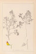 Herbier de la flore française Pl0216 - Louis Antoine Cusin — weergave van het kunstwerk