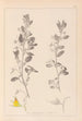Herbier de la flore française Pl0217 - Louis Antoine Cusin — weergave van het kunstwerk