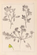 Herbier de la flore française Pl0218 - Louis Antoine Cusin — weergave van het kunstwerk