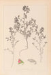 Herbier de la flore française Pl0220 - Louis Antoine Cusin — weergave van het kunstwerk
