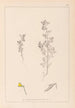 Herbier de la flore française Pl0222 - Louis Antoine Cusin — weergave van het kunstwerk