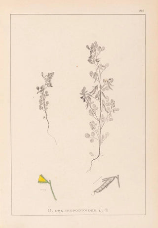 Louis Antoine Cusin - Herbier de la flore franaise Pl0222.webp
