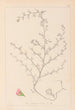 Herbier de la flore française Pl0224 - Louis Antoine Cusin — weergave van het kunstwerk