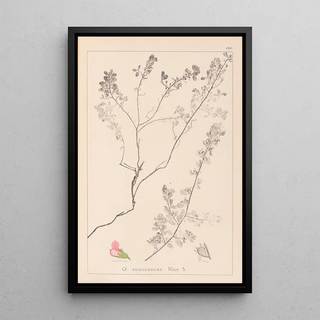 Louis Antoine Cusin - Herbier de la flore franaise Pl0225.webp