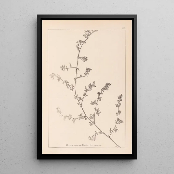 Louis Antoine Cusin - Herbier de la flore franaise Pl0226.webp