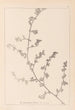 Herbier de la flore française Pl0226 - Louis Antoine Cusin — weergave van het kunstwerk