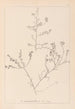 Herbier de la flore française Pl0227 - Louis Antoine Cusin — weergave van het kunstwerk