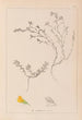 Herbier de la flore française Pl0229 - Louis Antoine Cusin — weergave van het kunstwerk
