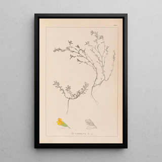 Louis Antoine Cusin - Herbier de la flore franaise Pl0229.webp