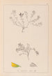Herbier de la flore française Pl0230 - Louis Antoine Cusin — weergave van het kunstwerk