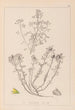 Herbier de la flore française Pl0231 - Louis Antoine Cusin — weergave van het kunstwerk