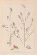 Herbier de la flore française Pl0233 - Louis Antoine Cusin — weergave van het kunstwerk