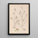 Herbier de la flore française Pl0233 - Louis Antoine Cusin — ingelijst kunstwerk aan de muur
