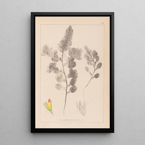 Louis Antoine Cusin - Herbier de la flore franaise Pl0234.webp