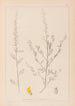 Herbier de la flore française Pl0235 - Louis Antoine Cusin — weergave van het kunstwerk