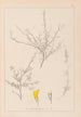 Herbier de la flore française Pl0236 - Louis Antoine Cusin — weergave van het kunstwerk