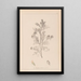 Herbier de la flore française Pl0237 - Louis Antoine Cusin — ingelijst kunstwerk aan de muur