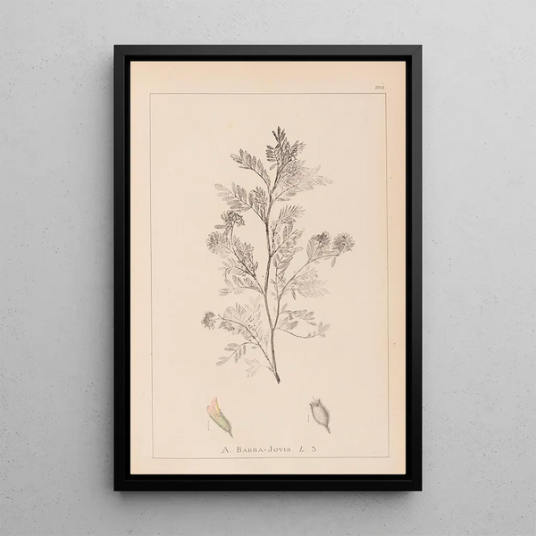 Louis Antoine Cusin - Herbier de la flore franaise Pl0237.webp
