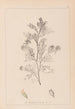 Herbier de la flore française Pl0237 - Louis Antoine Cusin — weergave van het kunstwerk