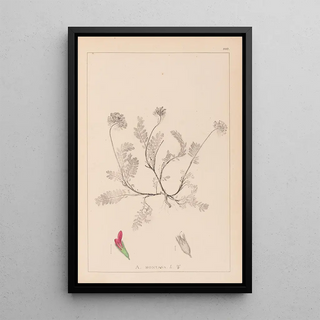Louis Antoine Cusin - Herbier de la flore franaise Pl0238.webp