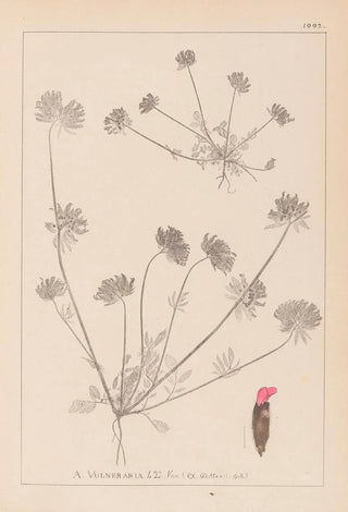 Louis Antoine Cusin - Herbier de la flore franaise Pl0241.webp
