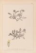 Herbier de la flore française Pl0242 - Louis Antoine Cusin — weergave van het kunstwerk